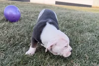 processed/17c98f99-cbbe-4d46-8231-b634a8c9325f/listing/2240fda4-620d-495a-b149-497376f356ef/f4150c4d-0d6f-4473-8dfd-69e56de8c6b6