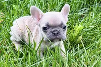 Jade, a female French Bulldog for sale in Sturgis, MI – 2 of 9