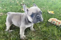 Nelly, a female French Bulldog for sale in Sturgis, MI – 6 of 10