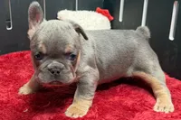 Willy , a male French Bulldog for sale in Sturgis, MI – 3 of 9