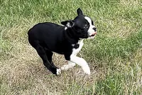 Lexi, a female Boston Terrier for sale in Sturgis, MI – 8 of 8