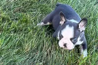Clark, a male French Bulldog for sale in Sturgis, MI – 9 of 10