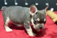 Dean, a male French Bulldog for sale in Sturgis, MI – 8 of 10