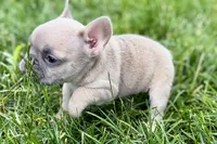 Jade, a female French Bulldog for sale in Sturgis, MI – 9 of 9