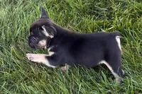 Coco, a female French Bulldog for sale in Sturgis, MI – 6 of 9