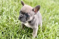 Sophie, a female French Bulldog for sale in Sturgis, MI – 3 of 10