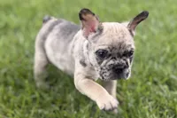 Scooter, a male French Bulldog for sale in Sturgis, MI – 3 of 9