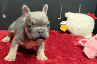 Willow, a female French Bulldog for sale in Sturgis, MI – 2 of 10