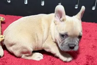 Luke, a male French Bulldog for sale in Sturgis, MI – 7 of 10