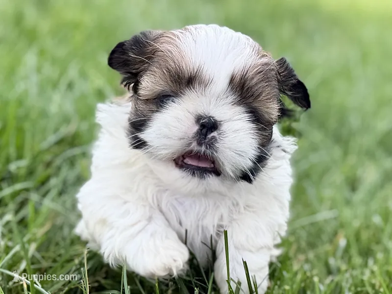 Velvet – Shih Tzu puppy for sale in Sturgis, MI