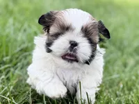 Velvet, a female Shih Tzu for sale in Sturgis, MI – 1 of 10