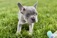 Twila, a female French Bulldog for sale in Sturgis, MI – 8 of 9