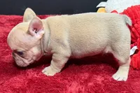 Walter, a male French Bulldog for sale in Sturgis, MI – 6 of 9