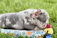 Tank, a male French Bulldog for sale in Sturgis, MI – 10 of 10