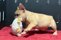 Desmond , a male French Bulldog for sale in Sturgis, MI – 3 of 10