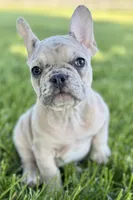 Callie, a female French Bulldog for sale in Sturgis, MI – 5 of 9