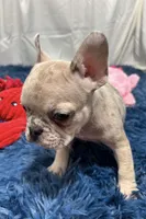 Callie, a female French Bulldog for sale in Sturgis, MI – Photo 6 of 7