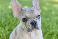 Callie, a female French Bulldog for sale in Sturgis, MI – 3 of 9