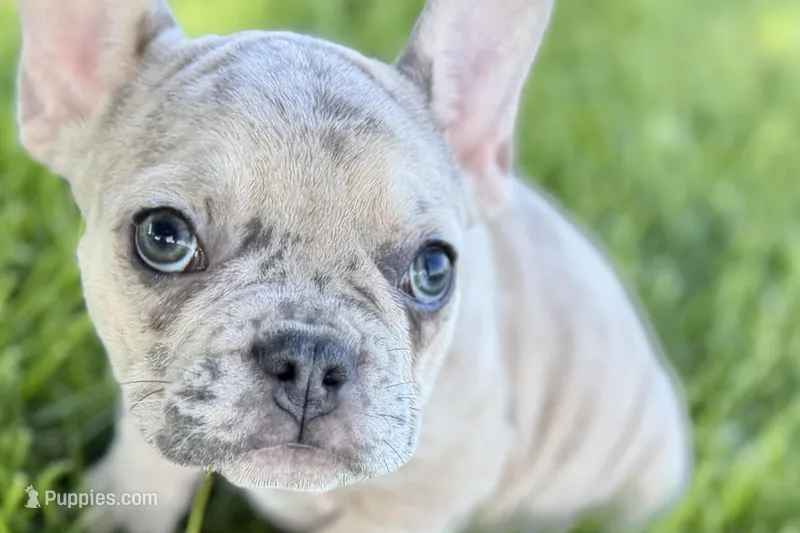 Callie – French Bulldog puppy for sale in Sturgis, MI