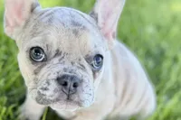 Callie, a female French Bulldog for sale in Sturgis, MI – 1 of 9