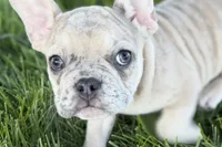 Callie, a female French Bulldog for sale in Sturgis, MI – 9 of 9