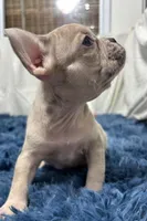 Callie, a female French Bulldog for sale in Sturgis, MI – Photo 2 of 7