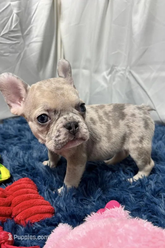 Callie – French Bulldog puppy for sale in Sturgis, MI