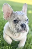 Callie, a female French Bulldog for sale in Sturgis, MI – 8 of 9