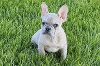Callie, a female French Bulldog for sale in Sturgis, MI – 2 of 9