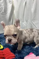 Callie, a female French Bulldog for sale in Sturgis, MI – Photo 4 of 7