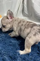 Callie, a female French Bulldog for sale in Sturgis, MI – Photo 3 of 7