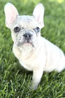 Callie, a female French Bulldog for sale in Sturgis, MI – 4 of 9
