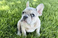 Callie, a female French Bulldog for sale in Sturgis, MI – 6 of 9