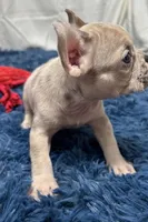 Callie, a female French Bulldog for sale in Sturgis, MI – Photo 5 of 7