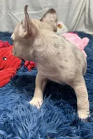 Callie, a female French Bulldog for sale in Sturgis, MI – Photo 7 of 7