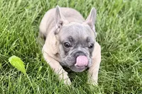 Elvis, a male French Bulldog for sale in Sturgis, MI – 3 of 10