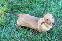 Mavey, a female Dachshund for sale in Sturgis, MI – 6 of 10