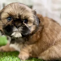 Piper, a female Shih Tzu for sale in Sturgis, MI – Photo 8 of 10