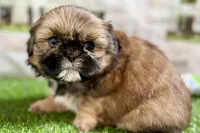 Piper, a female Shih Tzu for sale in Sturgis, MI – Photo 8 of 10