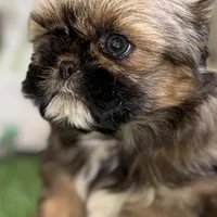 Piper, a female Shih Tzu for sale in Sturgis, MI – Photo 2 of 10