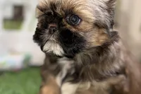 Piper, a female Shih Tzu for sale in Sturgis, MI – Photo 2 of 10