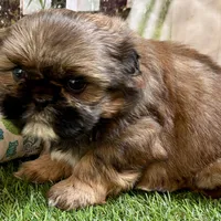 Piper, a female Shih Tzu for sale in Sturgis, MI – Photo 5 of 10