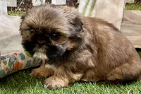 Piper, a female Shih Tzu for sale in Sturgis, MI – Photo 5 of 10