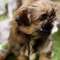 Piper, a female Shih Tzu for sale in Sturgis, MI – Photo 7 of 10