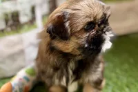 Piper, a female Shih Tzu for sale in Sturgis, MI – Photo 7 of 10