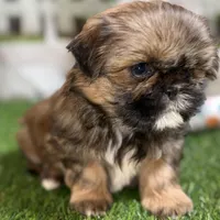 Piper, a female Shih Tzu for sale in Sturgis, MI – Photo 1 of 10