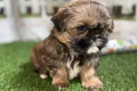 Piper, a female Shih Tzu for sale in Sturgis, MI – Photo 1 of 10