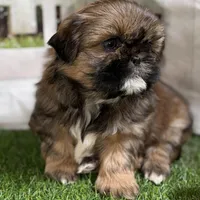 Piper, a female Shih Tzu for sale in Sturgis, MI – Photo 4 of 10