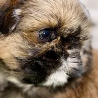 Piper, a female Shih Tzu for sale in Sturgis, MI – Photo 3 of 10