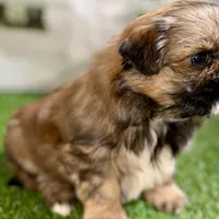 Piper, a female Shih Tzu for sale in Sturgis, MI – Photo 9 of 10